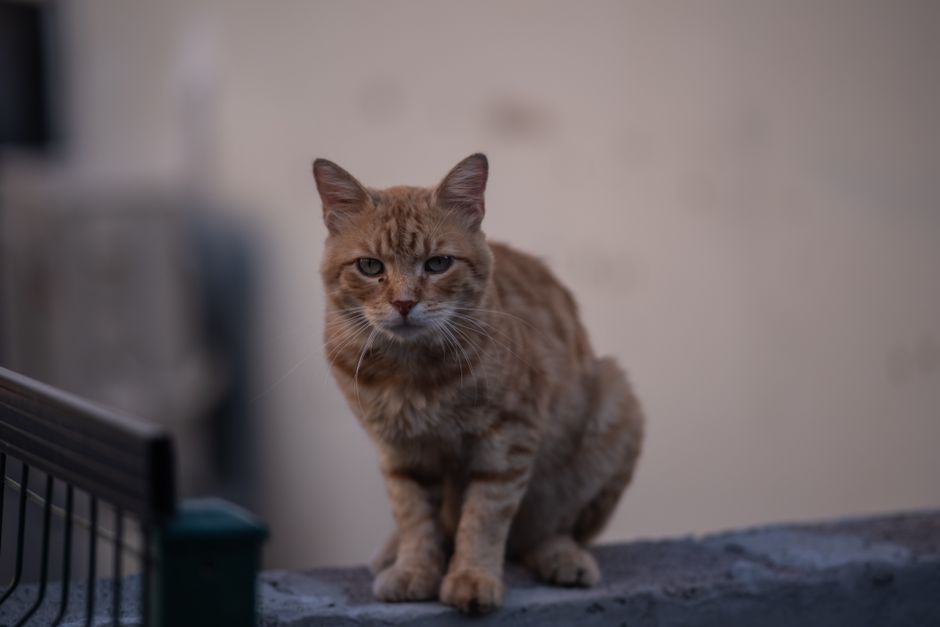 Comment voyager avec un chat en 2026 : guide complet
